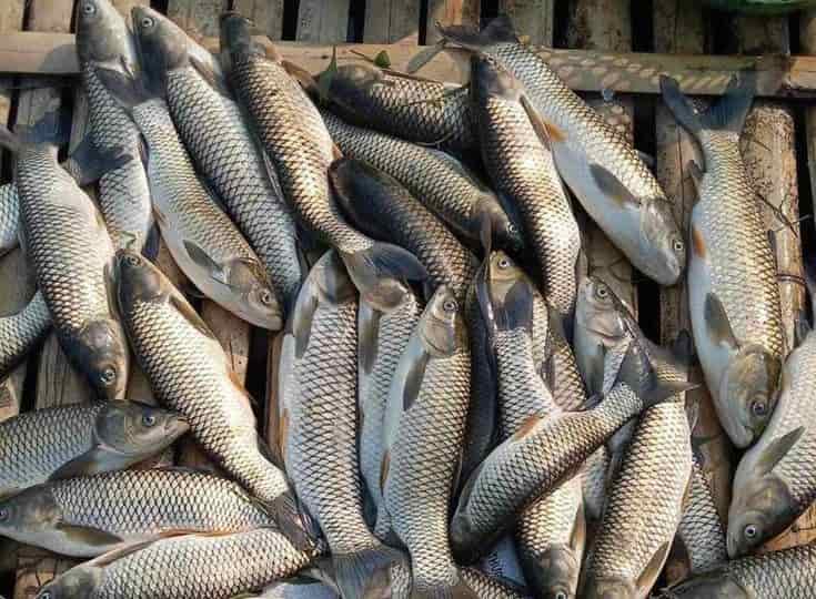 تصویر 3 از ماهی کپور صید شده با گوشت خوش‌خوراک و آماده عرضه